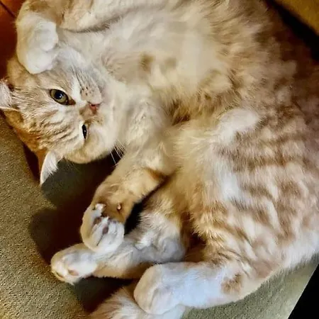 Kaja *