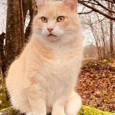 Kaja Дом отдыха